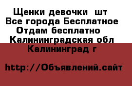 Щенки девочки 4шт - Все города Бесплатное » Отдам бесплатно   . Калининградская обл.,Калининград г.